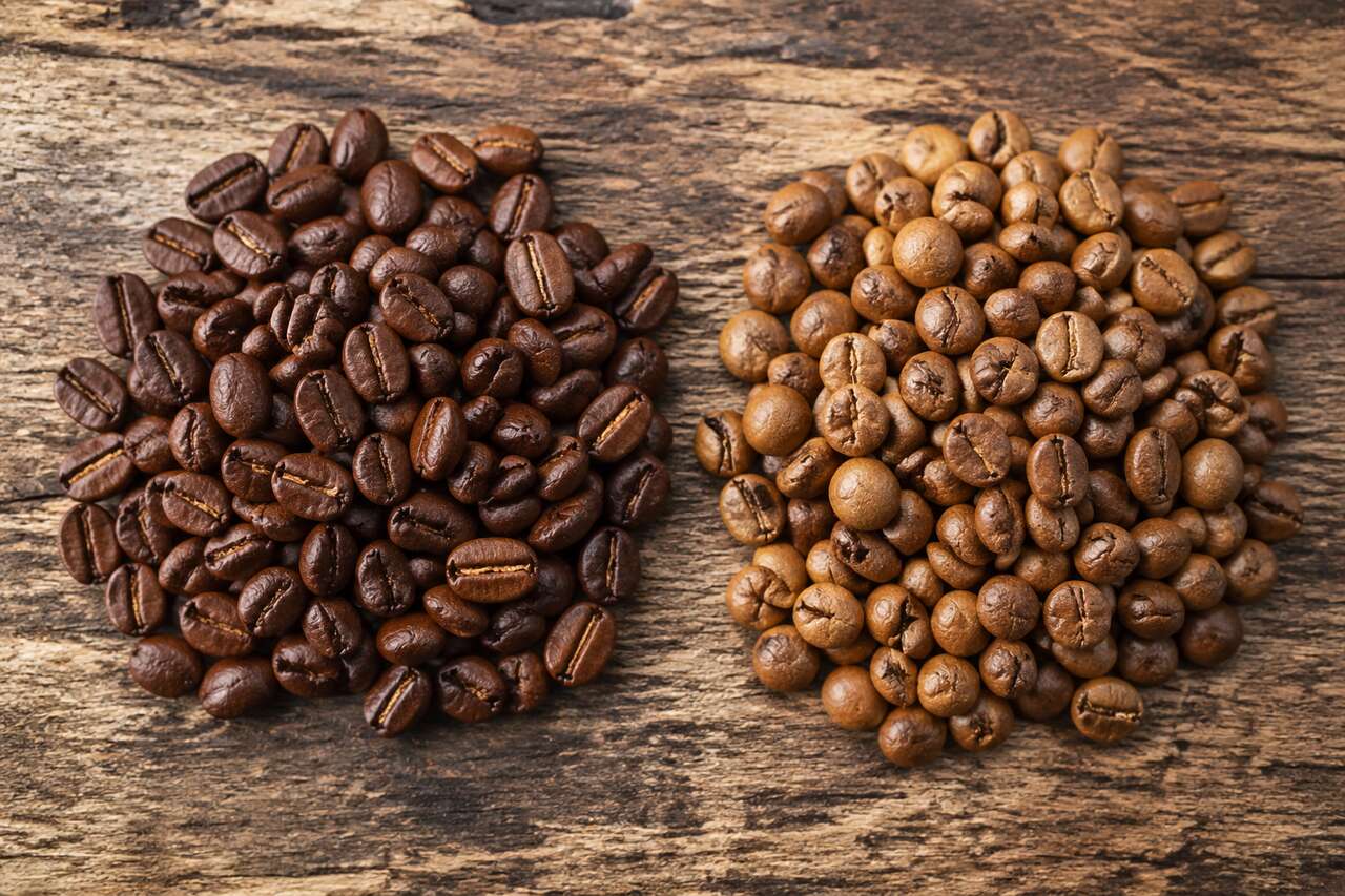 Arabica ou robusta : quelles différences ?